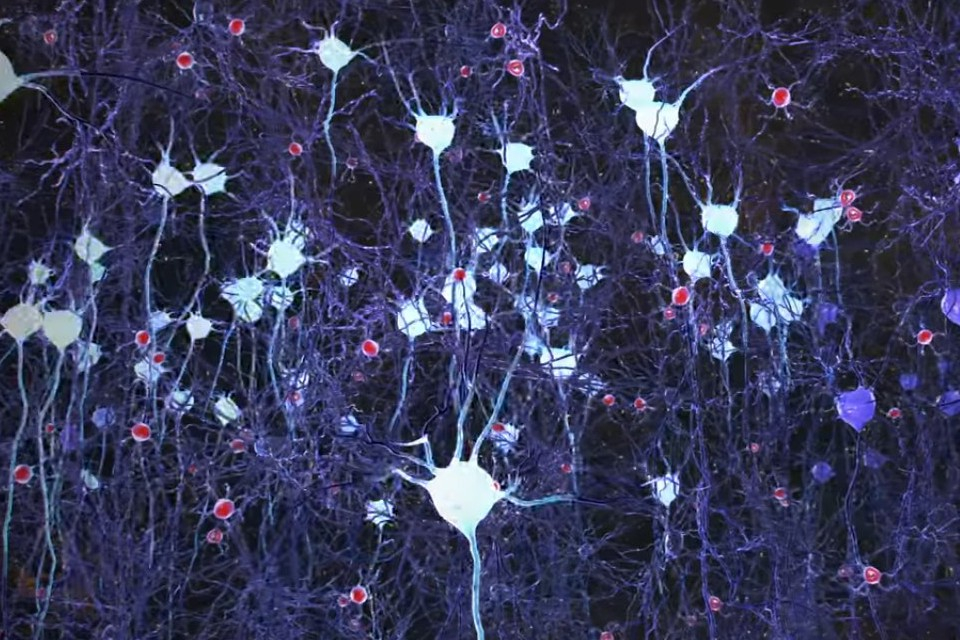 Neurons firing in the brain